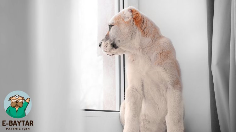 Alabay köpek cinsi hakkında güçlü ve enerjik bir görsel sunan bir resim. Alabaylar, ev ortamında da iyi bir eş ve dost olarak hizmet verirler ve güçlü fizik yapısı, çevikliği ve dayanıklılığı ile tanınırlar. Resim, Alabay köpek cinsinin güçlü ve enerjik yapısını yansıtır ve ev sahipleri için Alabay köpek cinsi hakkında fikir verir