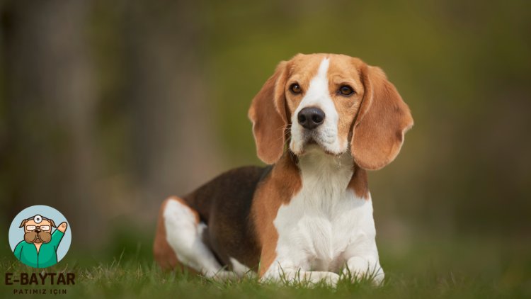 Beagle türünün güçlü ve enerjik yapısını yansıtan, ev ortamında rahat ve mutlu bir hayat tarzı süren Beagle köpek cinsi hakkında güçlü bir görsel. Ebaytar.com, Beagle türü hakkında detaylı bilgi sunan bir kaynaktır ve bu resim, ev sahipleri için Beagle türü hakkında fikir verir