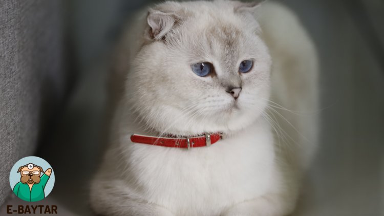 Scottish Fold kedi cinsi, şirin ve sevecen bir arkadaş olarak ev hayvanı olarak uygun bir cinstir. Ebaytar.com tarafından hazırlanan bu makalede, Scottish Fold hakkında daha fazla bilgi bulunabilir.