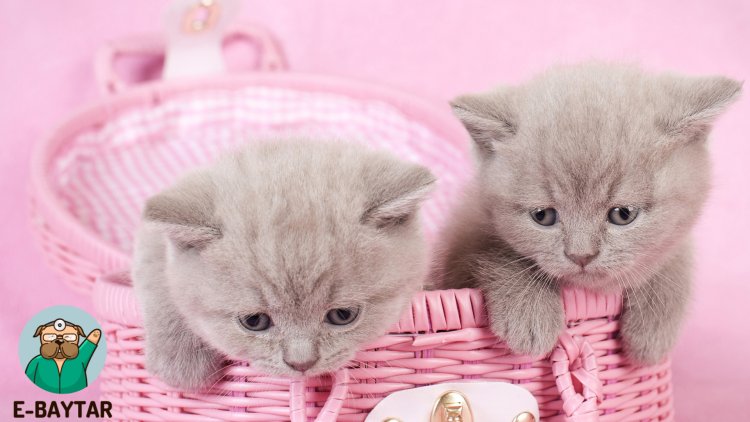 British Shorthair kedi cinsi güzel ve sıcakkanlı bir kedi cinsidir. Bu resim, British Shorthair'in klasik ve geniş yüzlü yapısını göstermektedir. Resim, British Shorthair'in sıcakkanlı ve insanlarla iyi ilişkiler kurabilen bir yapısını vurgulamaktadır. Bu resim, evde ev hayvanı olarak British Shorthair'in ne kadar uygun olduğunu göstermektedir.