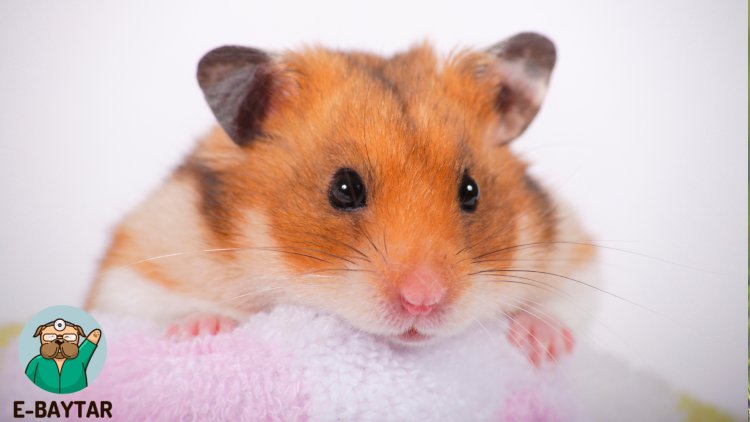 Sevimli bir hamster fotoğrafı. Hamsterlar, evlerimizde beslediğimiz en sevimli kemirgenler arasında yer alır. Bu fotoğraf, hamsterların ne kadar tatlı ve sevimli olduğunu göstermektedir.