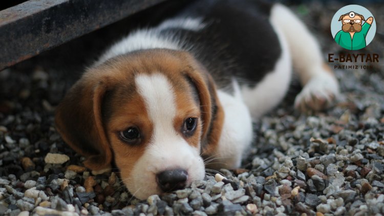 Beagle Türü Hakkında Detaylı Bilgi