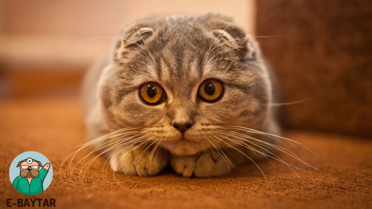 Scottish Fold - Şirin ve Sevecen