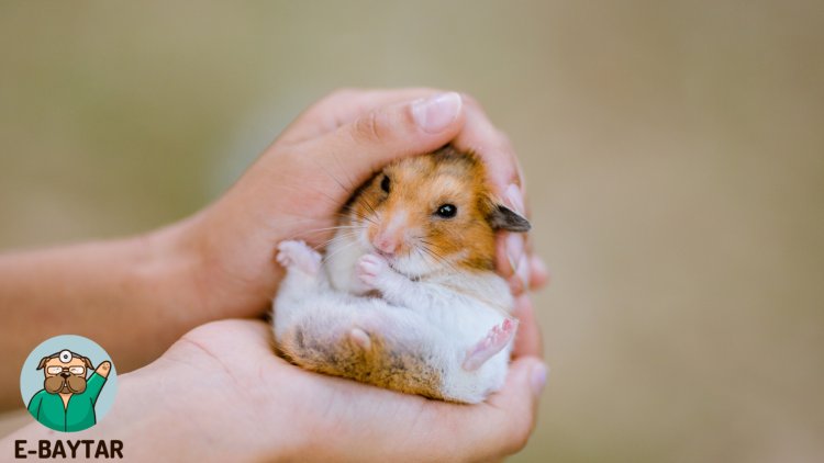 Hamsterlar: Tüyleri ve Tatlılıklarıyla Tanıdığımız Minik Ev Arkadaşlarımız