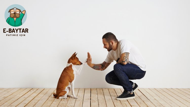 Köpek Eğitiminde Pozitif Güçlendirme: Teknikler ve Sınırları