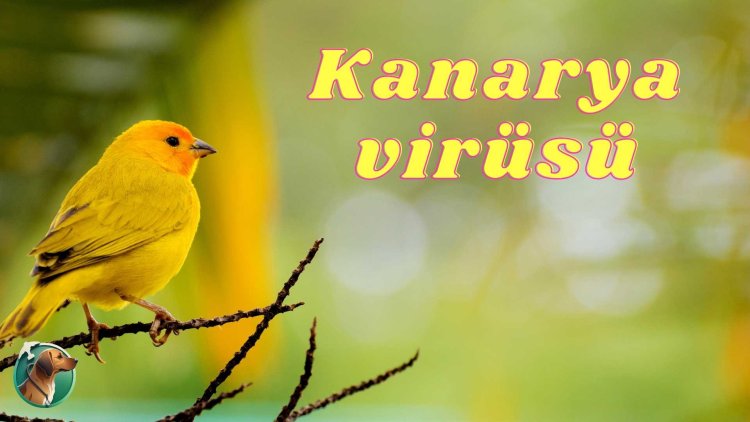 Kuşlarda Kanarya Virüsü ve Tedavisi