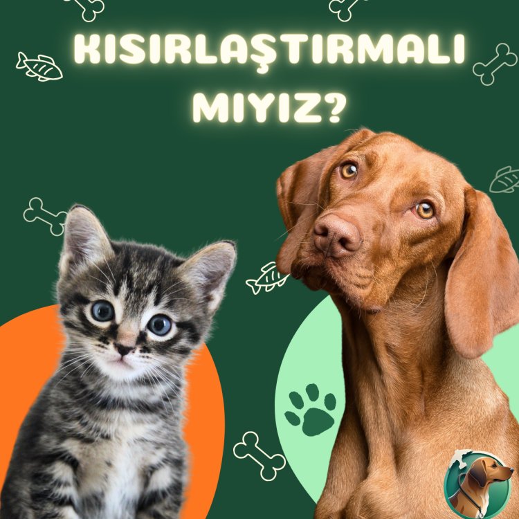 Kedi ve Köpeklerde Kısırlaştırma Gerekli mi?